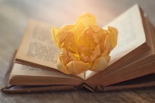 A yellow-orange tulip resting on the open pages of an old book on a wooden table, in soft warm light